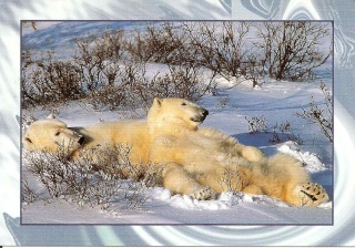 l'OURS dans les cartes postales - Page 13 Ours10