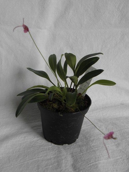 Miniatur- Orchideen - Seite 3 Porrog10