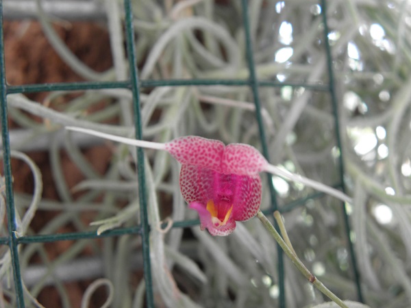Miniatur- Orchideen - Seite 5 Scapho10