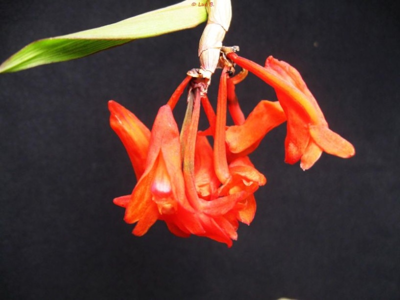 Dendrobium lawesii Dendro10