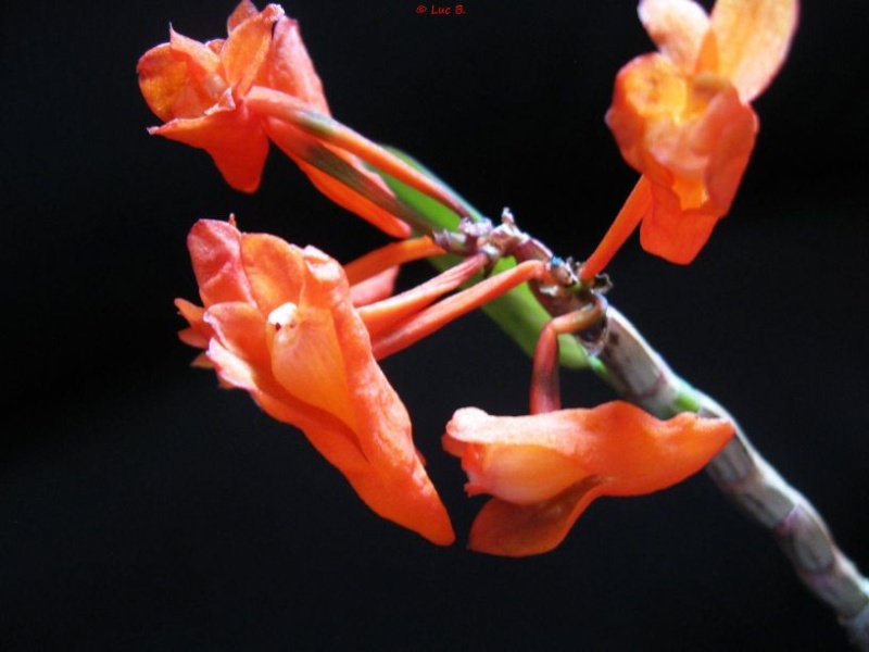 Dendrobium lawesii Dendro11