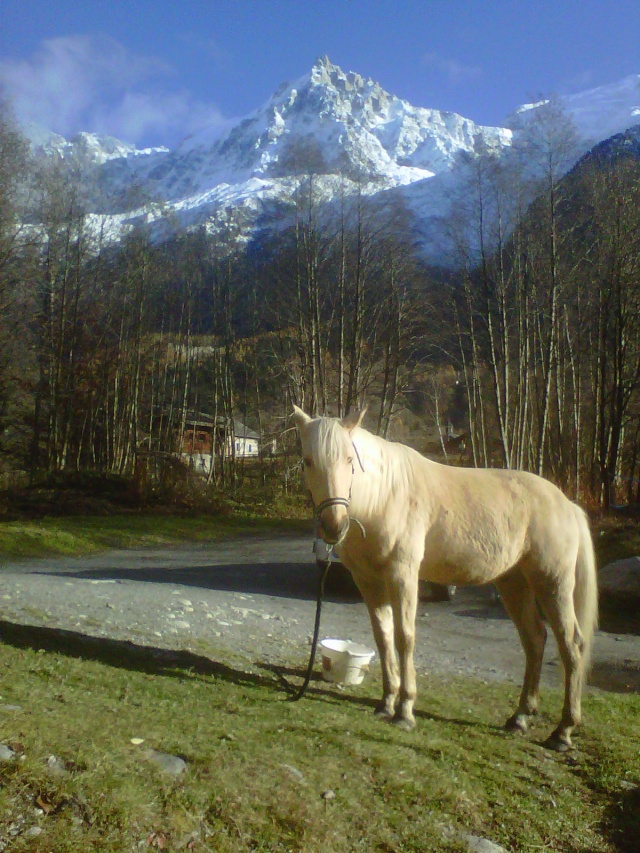 LUTSIANO dit LULU- ONC Selle né en 2004 - adopté en mars 2011 par Isaline - Page 3 Img-2016