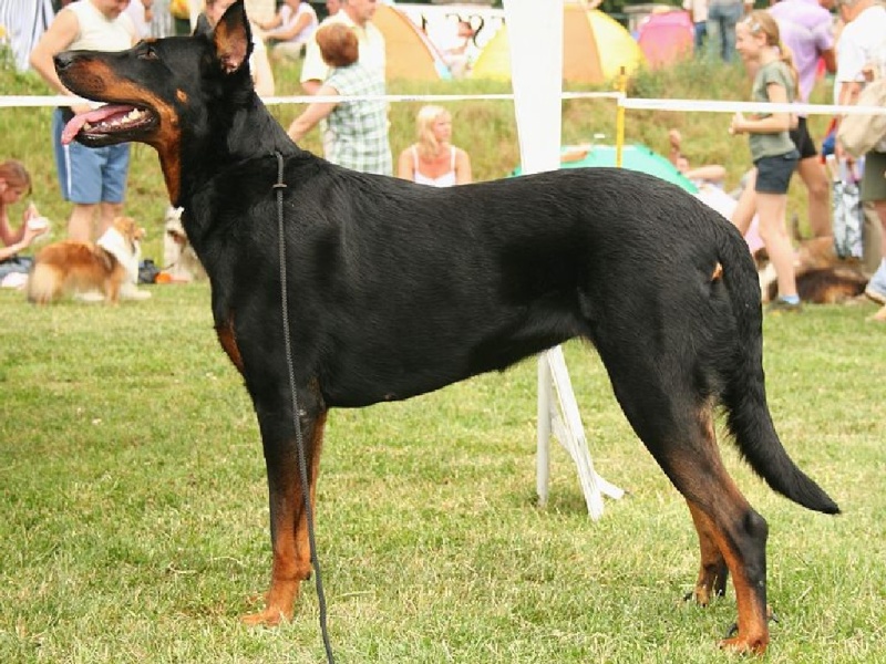 Experience with this breed (Beauceron)? Beauce10