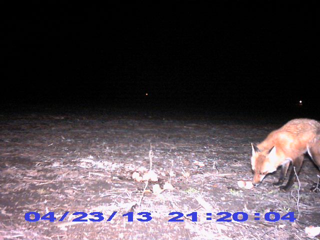 Stealth Cam Pic_0010
