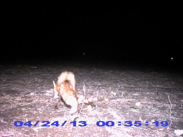 Stealth Cam Pic_0011