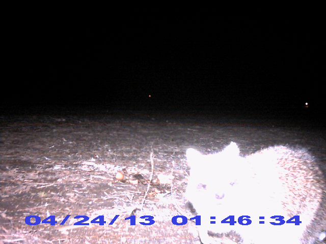 Stealth Cam Pic_0012