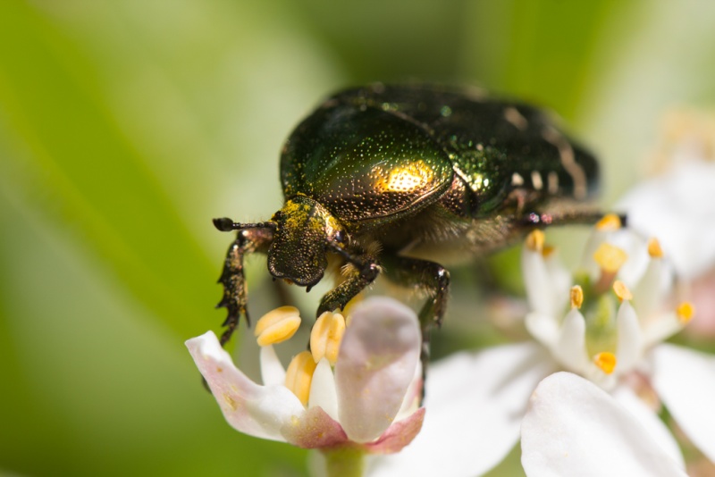 Je suis vert Img_5611