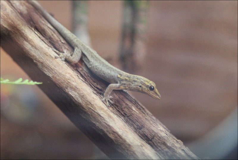 lygodactylus luteopicturatus Img_0311