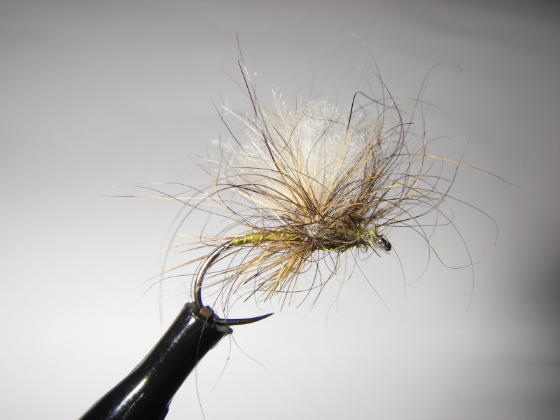 Avis mouche de Mai :echange d'Avril Mai_610