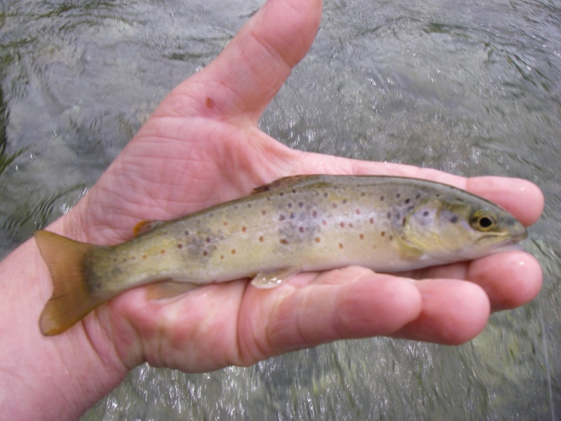 Stage de pêche nymphe au fil Truite26