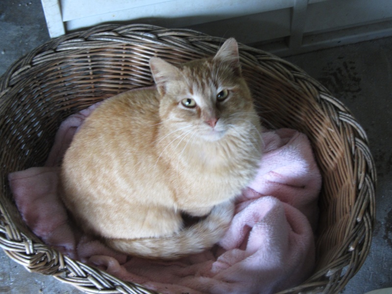 Hector, roux sympa et doux, né en mai 2012, refuge du Mordant à Toul Img_0519
