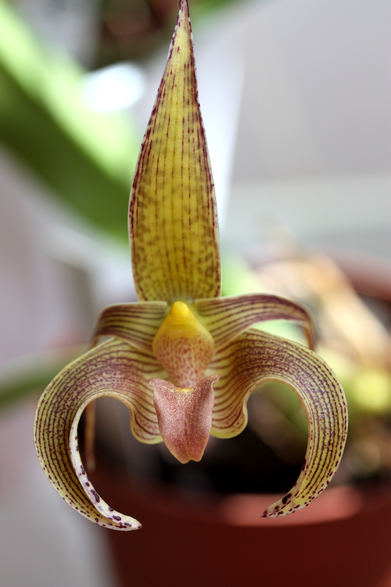Bulbophyllum lobbii Img_2716