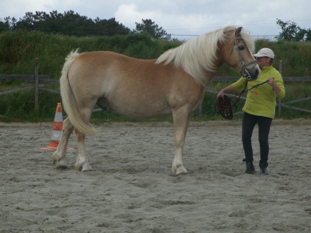 NABAB, Haflinger PP,réservée par M.Claire33 !! (Dec 2012) - Page 3 Gedc0012