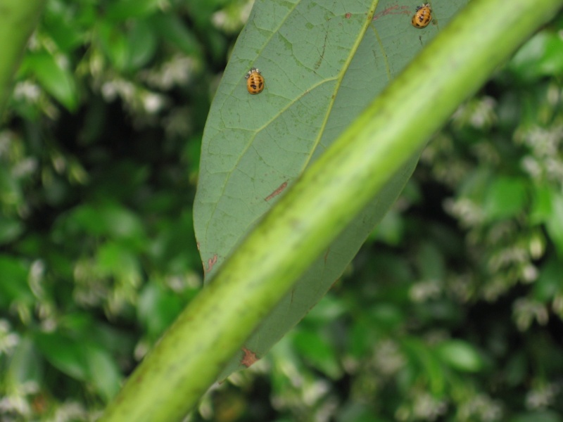 can anyone identify these? Img_7410