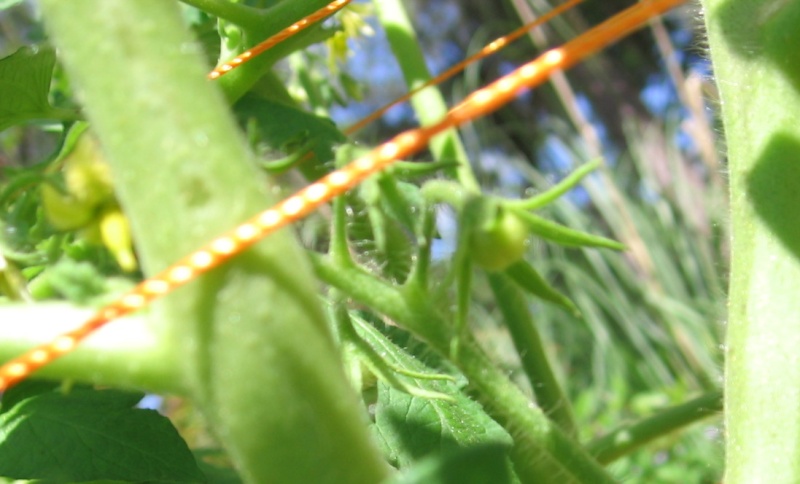 Bummer, Tomato Trouble Img_7521