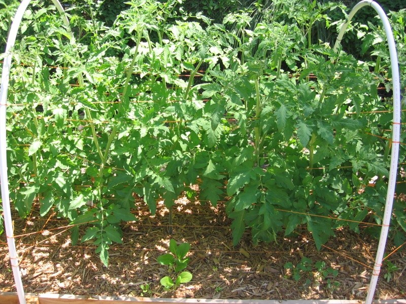 2013 Tomato Tuesday - lower south Img_7622