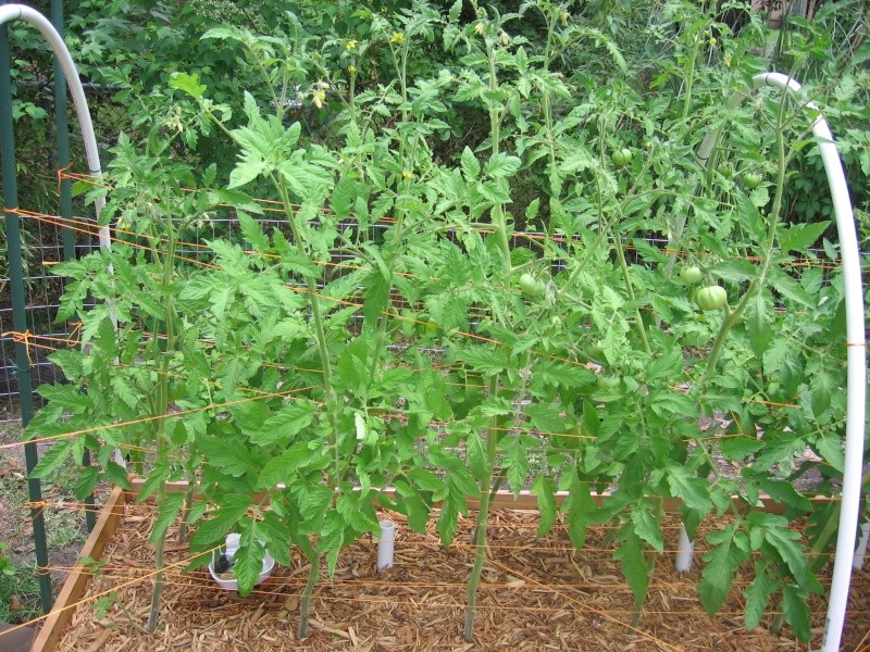 2013 Tomato Tuesday - lower south Img_7811