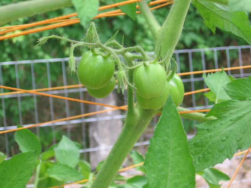 2013 Tomato Tuesday - lower south Img_7814