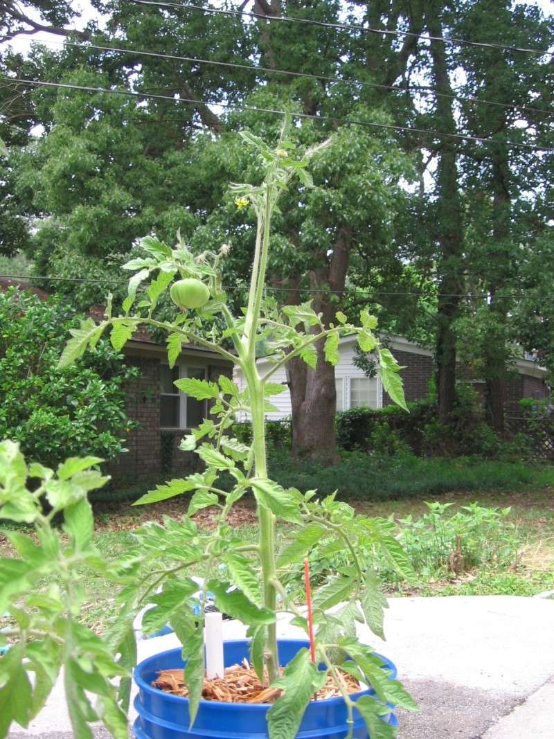 2013 Tomato Tuesday - lower south Img_7915