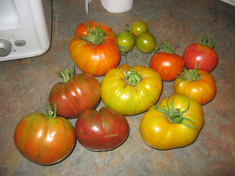 Tomatoes!  :D Img_8417