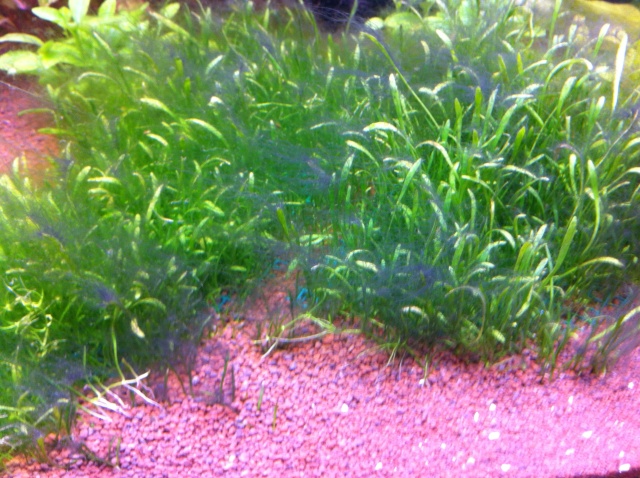 algues brunes Img_0019