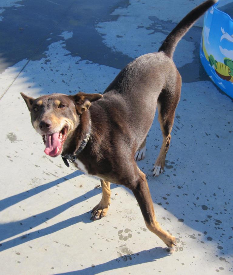  BROWNIE - splendide podenca 5 ans (depuis l'age de 3 mois au refuge)  Asso Une Histoire de Galgos  Browni12