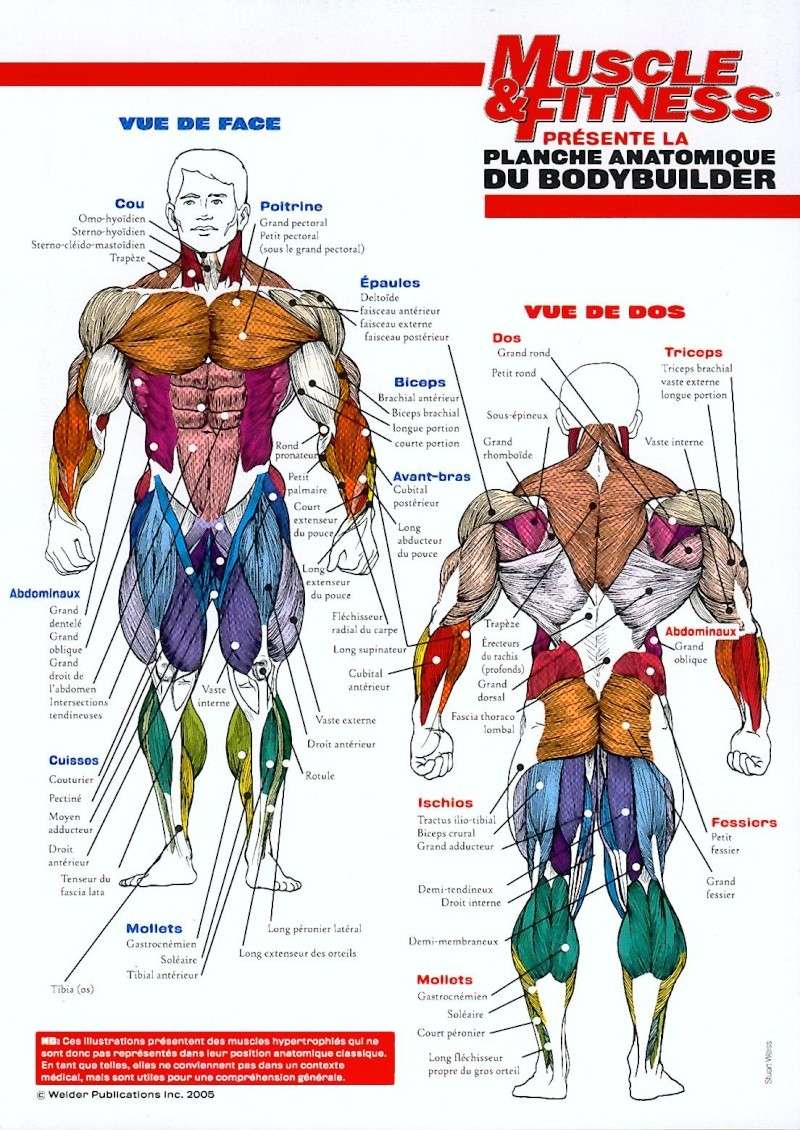 Anatomie du corps humain pour musculation Planch10