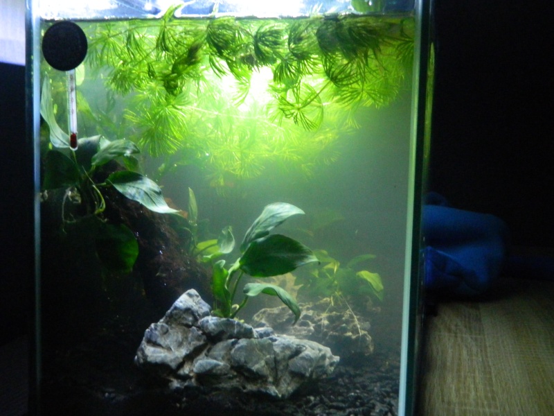 Bac 20 litres spécifique killies pour mon fils Aquari11