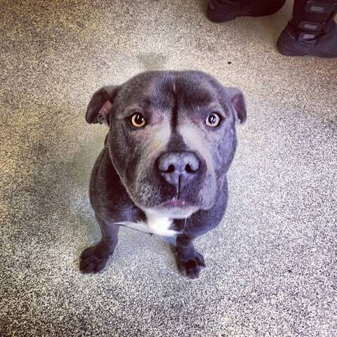 Hi everyone our new blue staffy Bauer might need your help