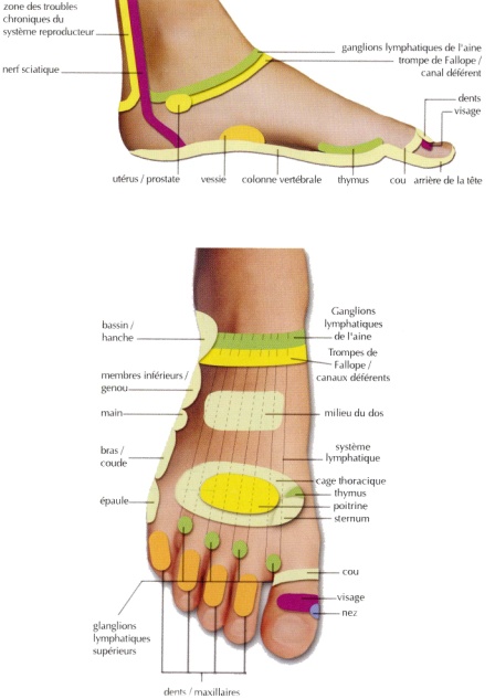 Planches de Réfléxologie les Pieds Pied_d12