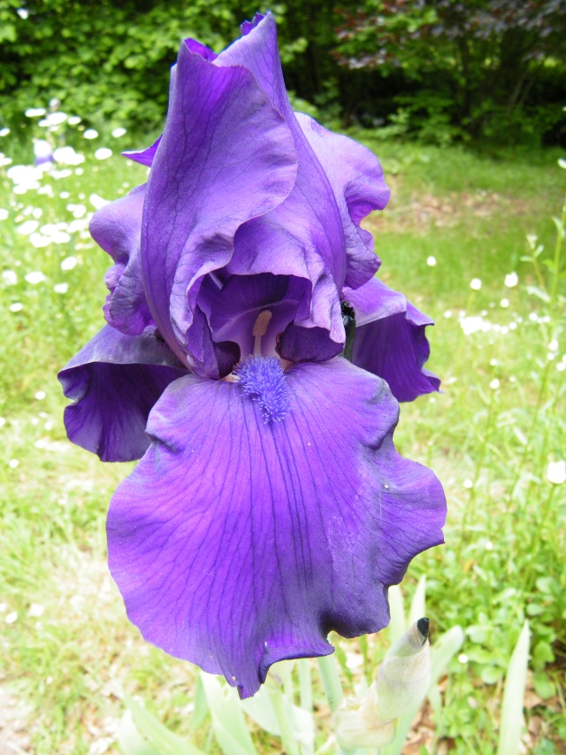 Floraisons de nos Iris barbus 2013 - Page 7 Dscf5231