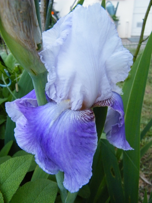 Floraisons de nos Iris barbus 2013 - Page 7 Dscf5232