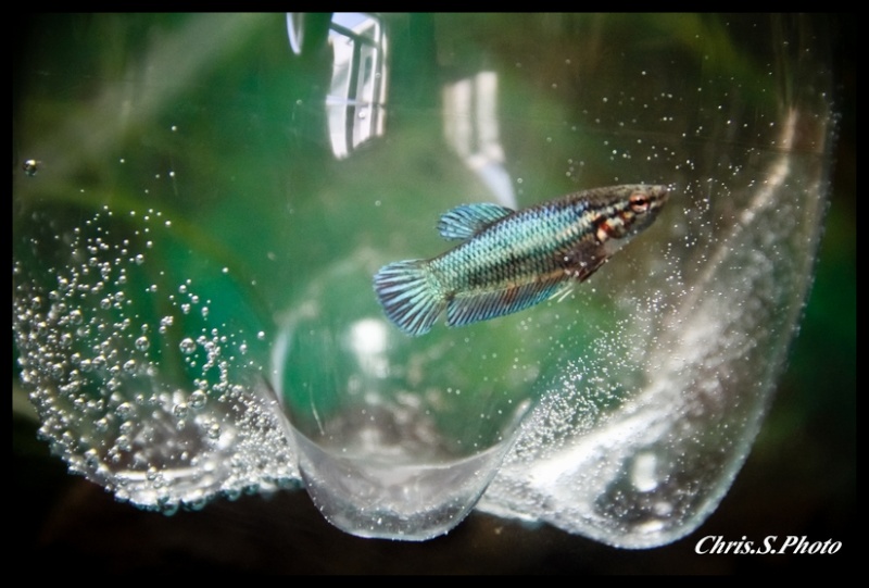 voici mes bettas Img_7312