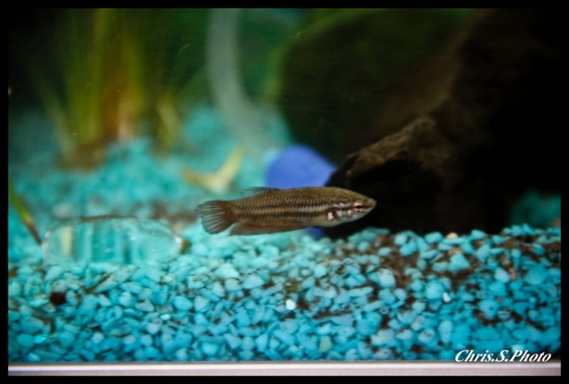 voici mes bettas Img_7313