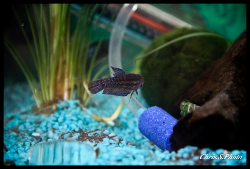 voici mes bettas Img_7314