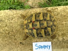 Voici le reste de la famille pour identification Sammy_12