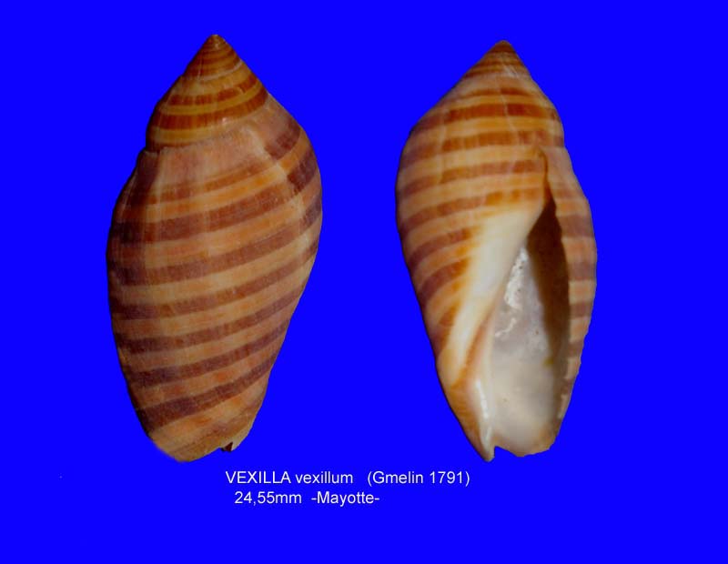 Vexilla vexillum (Gmelin, 1791) Vexill11