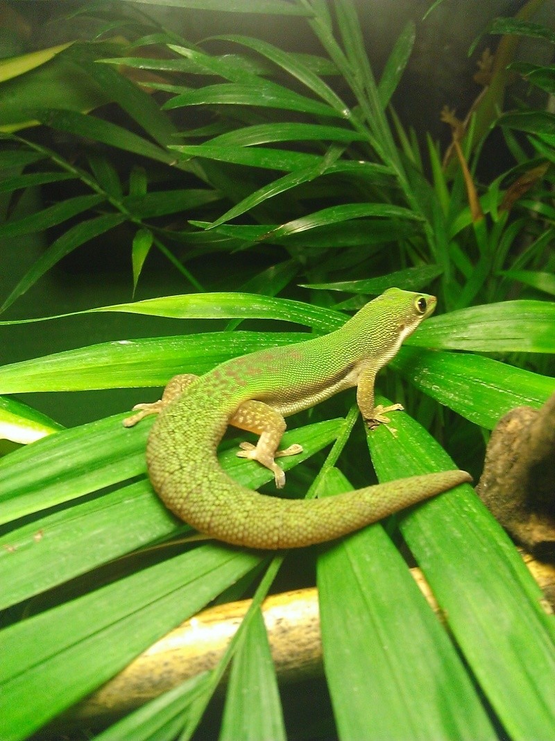 phelsuma lineata lineata  Wp_20123