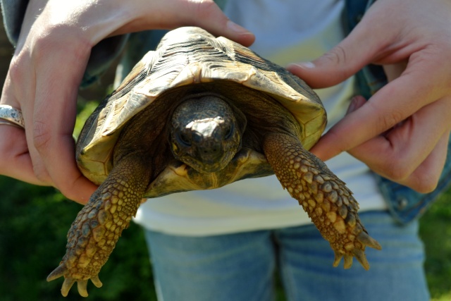besoin d'aide pour identification de nos 3 tortues Squizz12