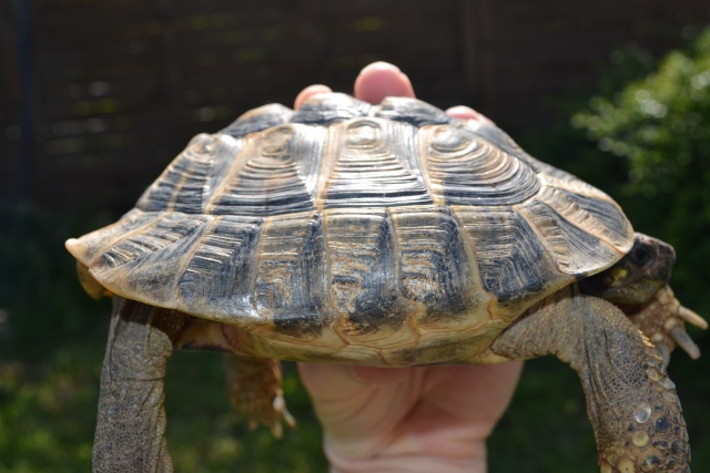 besoin d'aide pour identification de nos 3 tortues Squizz14