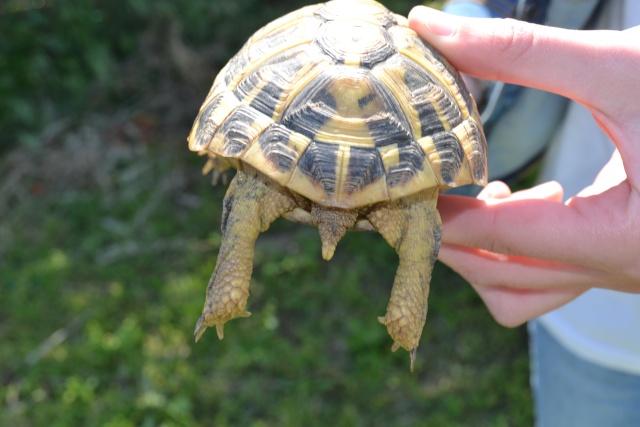 besoin d'aide pour identification de nos 3 tortues Titoun13