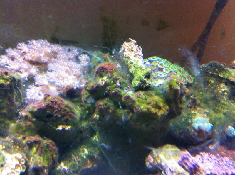 Filaments blancs ou algues ? Photo12