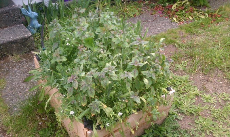 New Gardener in the PNW Wildfl12