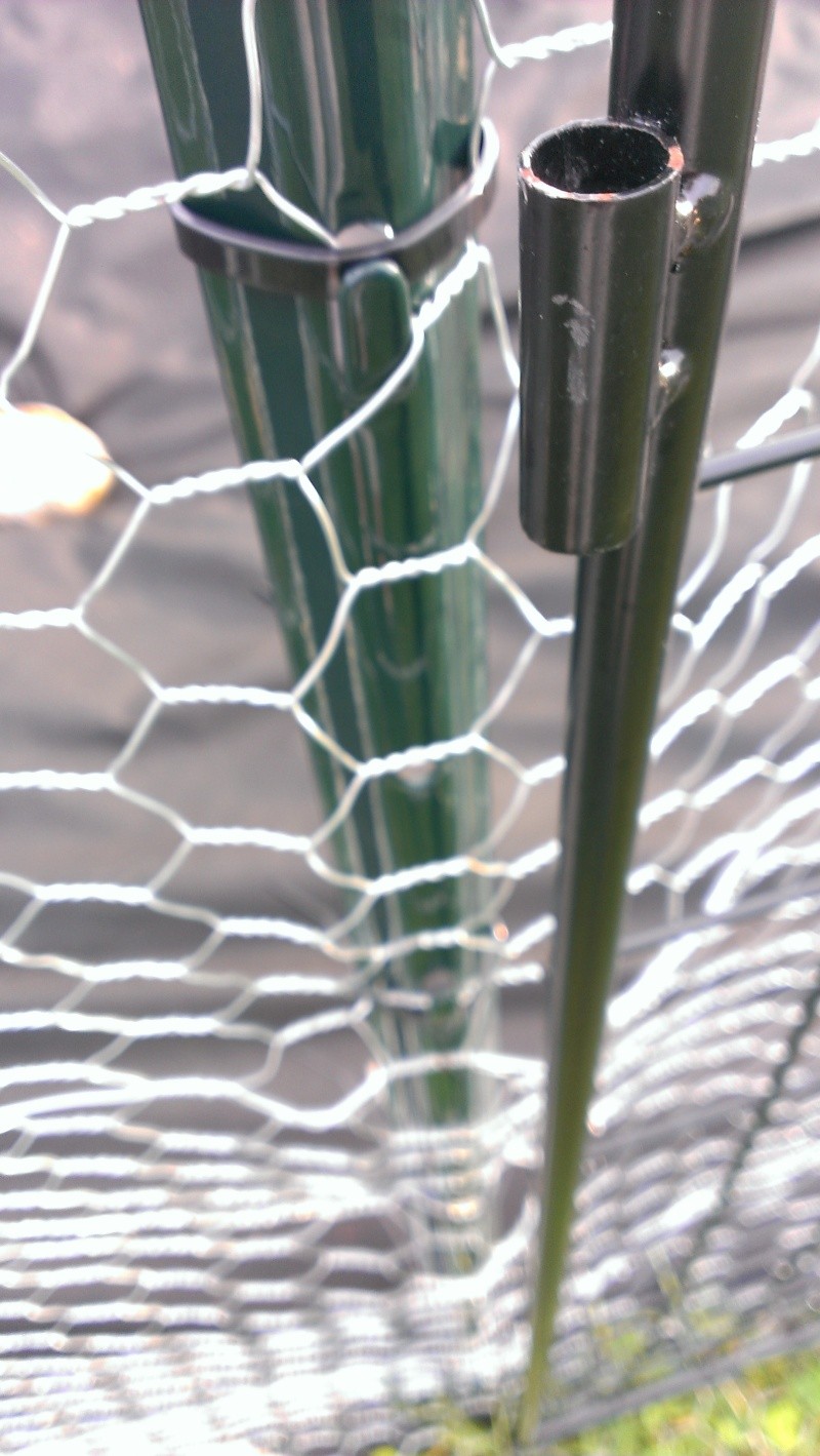 Need Help, Chicken Wire Fence on Green U-Posts 20130618