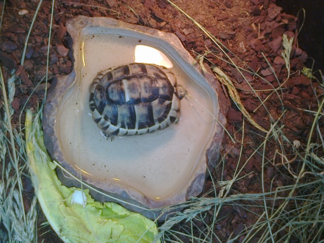 Petite tortue d’Hermann varoise avec une carapace blanche Photo110