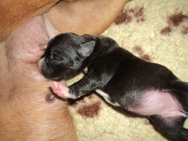 Mariage Gucci (dite June) of Celtic Oak x Chapeau (dit Charlie Brown) of Knightwood Oak Forum110