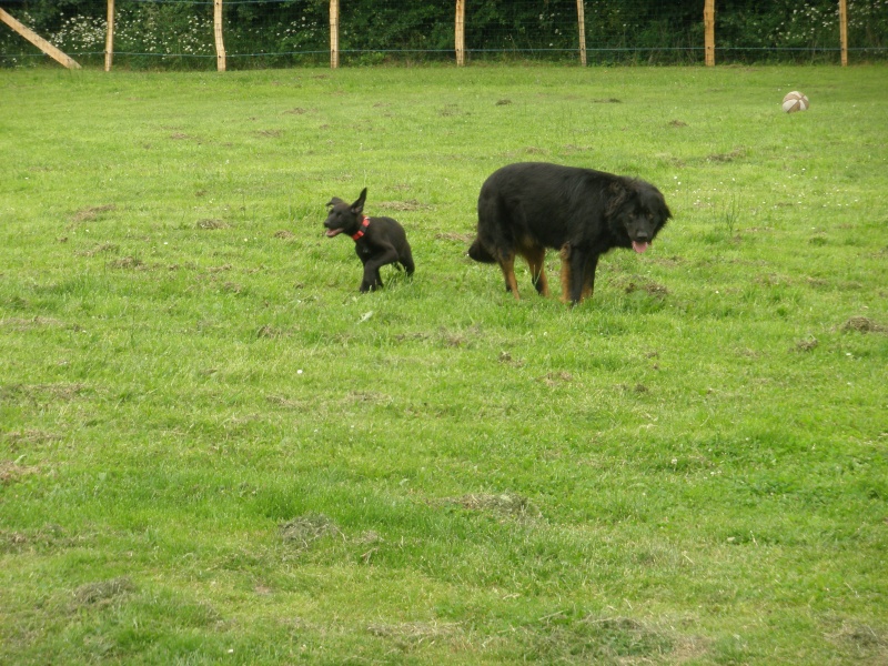 Victor chiot mâle x labrador né en mars 2013 P6170013