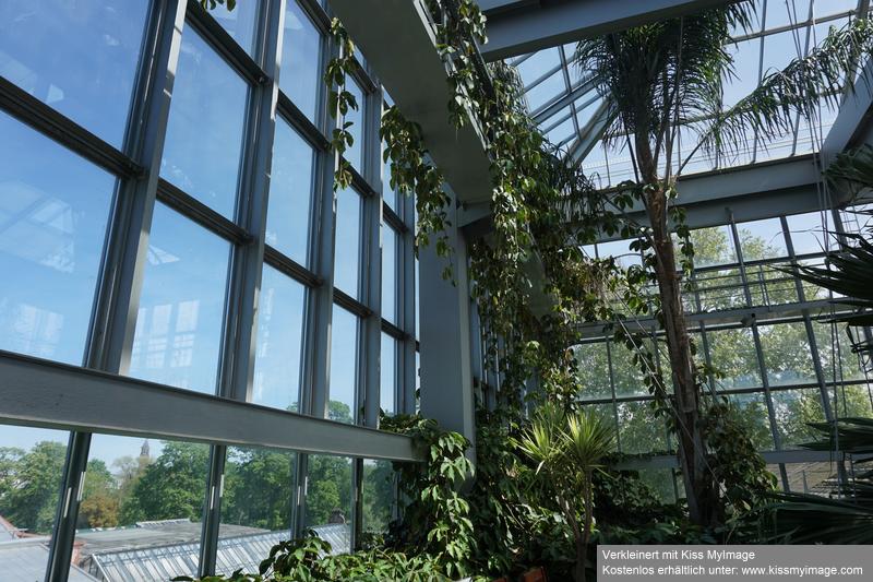 Gruson-Gewächshäuser - Botanischer Garten unter Glas Dsc02816