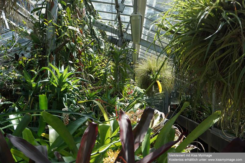 Gruson-Gewächshäuser - Botanischer Garten unter Glas - Seite 2 Dsc02859