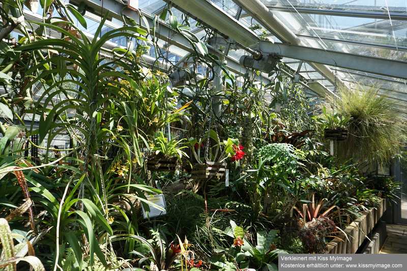 Gruson-Gewächshäuser - Botanischer Garten unter Glas - Seite 2 Dsc02871
